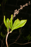 Clethra alnifolia 'Ruby Spice' RCP4-09 304.jpg